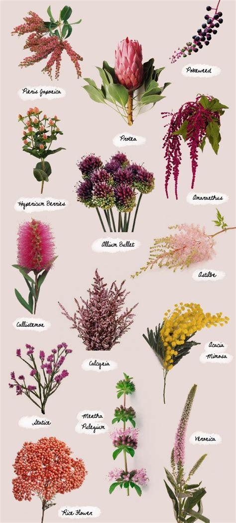 odd flower names|50+ Unique and Strange Flower Names You’ve Probably Never .